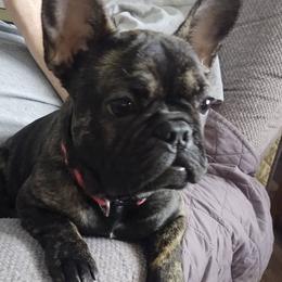 Sassy - French Bulldog