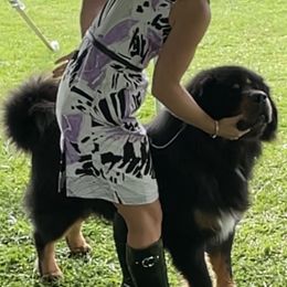 Major, Jr - Tibetan Mastiff