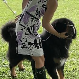 Major, Jr - Tibetan Mastiff