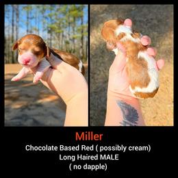 Miller - Piebald male Dachshund puppy in Quitman, Mississippi from S-and-A Kennels