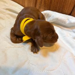 Yellow - Mahogany female Irish Setter puppy in Dayton, Pennsylvania from Sunset Acres Setters