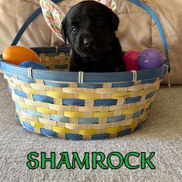 Shamrock - Black male Labrador Retriever puppy in Water Valley, Mississippi from Three Lakes Labs & WHDs