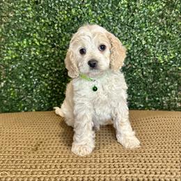 Shepherd - Buff and white male Cockapoo puppy in Rolla, Missouri from Diamond K