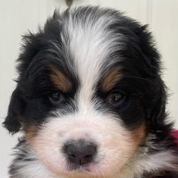 Vienna - Black rust and white female Bernese Mountain Dog puppy in Fountain, North Carolina from Stargirl Bernese Mountain Dogs