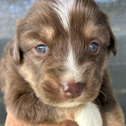 Miniature American Shepherd and Vizsla Puppies from New River Gorgeous Puppies