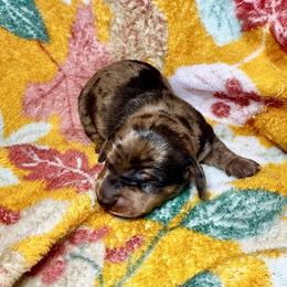 Girl 1 chocolate brindle dapple - Dapple female Dachshund puppy in Martin, Georgia from Painted Paws Kennel