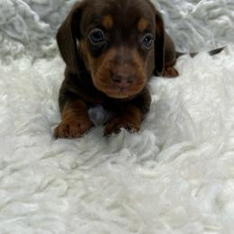 Ranger - Chocolate and tan male Dachshund puppy in Council Hill, Oklahoma from Rocky Springs Ranch