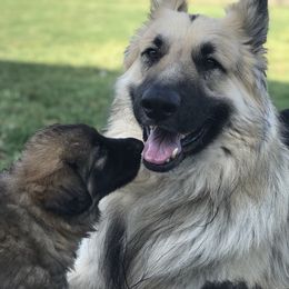 Shiloh Shepherd Puppies from Super Nova Shilohs