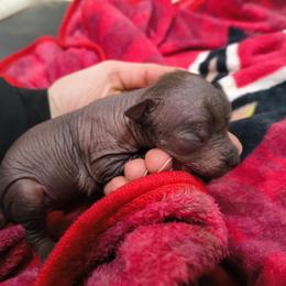 Jean - Chocolate male Chinese Crested puppy in Frederick, Maryland from Lovable Cresteds