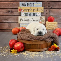 Golden Retriever Puppies from Lovasi Goldens