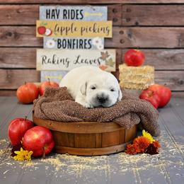 Golden Retriever Puppies from Lovasi Goldens