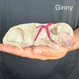 Ginny - Cream female Goldendoodle puppy in Conroe, Texas from Tails of Cypress