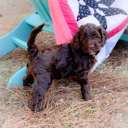 Australian Labradoodle Puppies from Strawberry Fields Labradoodles