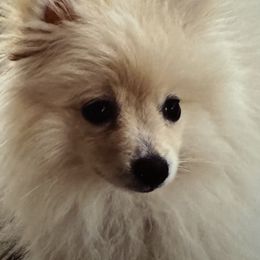 Penny - Pomeranian