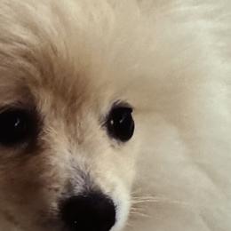 Penny - Pomeranian