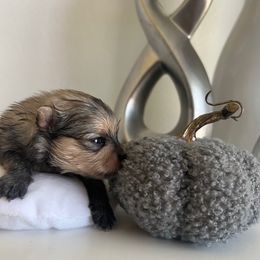 Golden Boy - Orange sable male Pomeranian puppy in Abilene, Texas from Blessedpoms