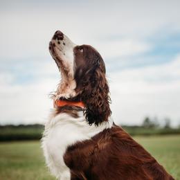 CASH - English Springer Spaniel