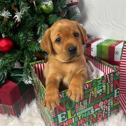 Gravy Boat - Yellow male Labrador Retriever puppy in Mount Airy, North Carolina from RiverSide Retrievers
