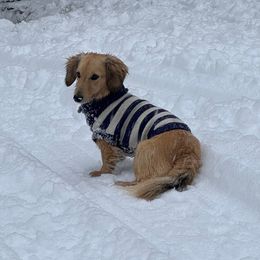 Pickles (little man) - Dachshund