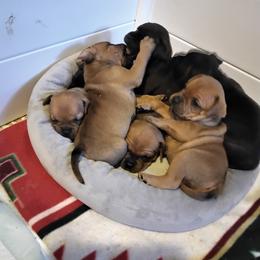 Staffordshire Bull Terriers from Bold Play Staffords
