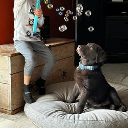 Labrador Retriever Puppies from Sula Peak Water Dogs LLC