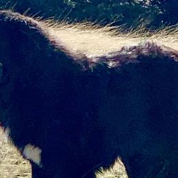 Anatolian Shepherd Dogs, Komondorok, and Newfoundlands from Tatties Ranch