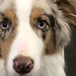 Aussiedoodles and Australian Shepherds from Rockin' Aussie Kennels