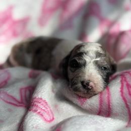 Mateo - Merle male Goldendoodle puppy in Jacksonville, Florida from Dandelion Doodles