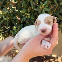 Penelope - Parti female Goldendoodle puppy in Barstow, California from Golden Desert Doodles