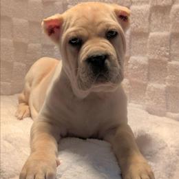 Girl 1 - Fawn female Cane Corso puppy in Schell City, Missouri from Schell Osage Cane Corsos