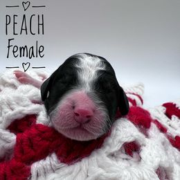 Goldendoodle and Poodle Puppies from Trammell’s Southern Pups