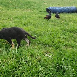 German Shepherd Puppies from Cintron K9