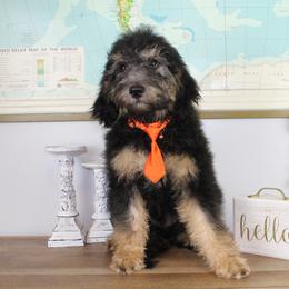 Boy 2 - Phantom Bernedoodle puppy in Riverdale, Utah from La Di Da Doodles