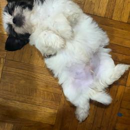 Boy1 - Black gold and white male Shih Tzu puppy in Kingsland, Georgia from Shih-Tzu Puppy Dynasty