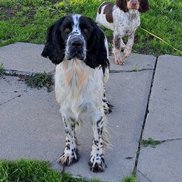 English Springer Spaniel Puppies from Springer's Journey Spaniels