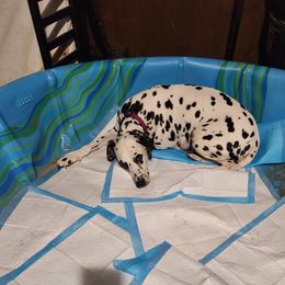Bella - Dalmatian