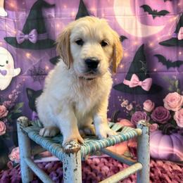 Girl 4 (Argus) (mint collar) - Light golden female Golden Retriever puppy in Hubbard, Ohio from Whickering Pines Golden Retrievers