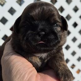 Liver Boy - Liver male Shih Tzu puppy in El Paso, Texas from Paws Of Beauty
