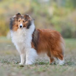 Citra - Shetland Sheepdog