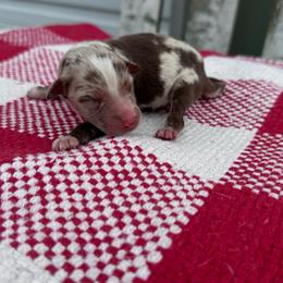 Reece - Red merle male Australian Shepherd puppy in Laotto, Indiana from Circle B working Aussies