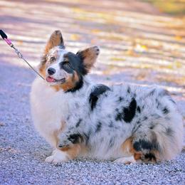 Astrid - American Corgi