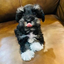 Boots - Black and silver male Miniature Schnauzer puppy in Malvern, Arkansas from Deep South Miniature Schnauzers