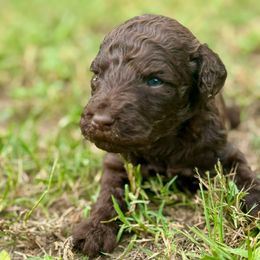 Heaven - Chocolate female Goldendoodle puppy in Lake City, Florida from Dream Hollow Farm