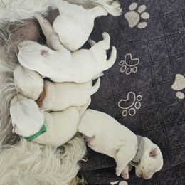 3rd Male - White male West Highland White Terrier puppy in Mayo, Florida from Carrot Tails LLC