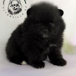 Latte - Black female Pomeranian puppy in Fultonville, New York from Sandy Aussies & Pomeranians