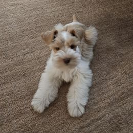 Miniature Schnauzer Puppies from Schnauzer Snobs