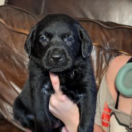 Pemi (was Nova) - Black female Labrador Retriever puppy in Commerce, Oklahoma from Standing Water Kennels