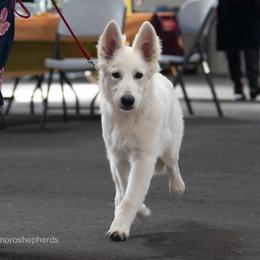 Berger Blanc Suisse Puppies from Moro Shepherds