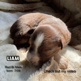 Liam - Red & white male Australian Shepherd puppy in Bethany, Connecticut from Wynter Thyme Manor Australian shepherds