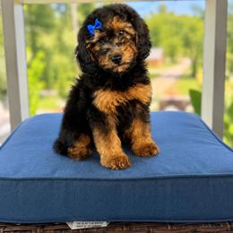 Croissant - Phantom female Goldendoodle puppy in Ranger, Georgia from Muscadine Meadows Poodles and Doodles